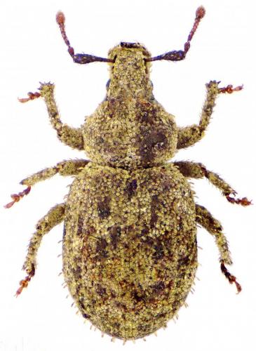 Réf. 211 661 : Trachyphloeus fusciscapus